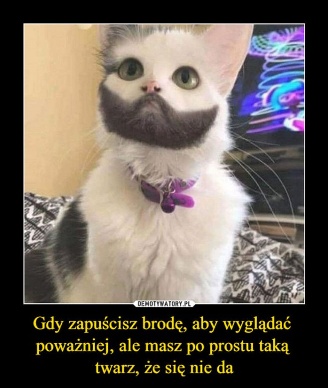 Dzień Kota 2021 - memy