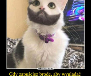 Dzień Kota 2021 - memy