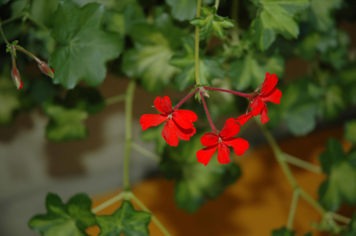 Pelargonia Calliope