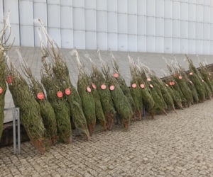 Oddaj krew, w zamian otrzymasz choinkę na święta [GALERIA]