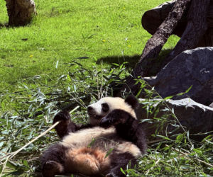 Pandy ZOO Berlin