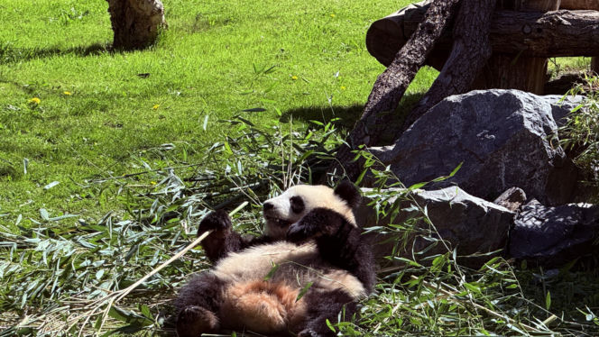 Pandy ZOO Berlin