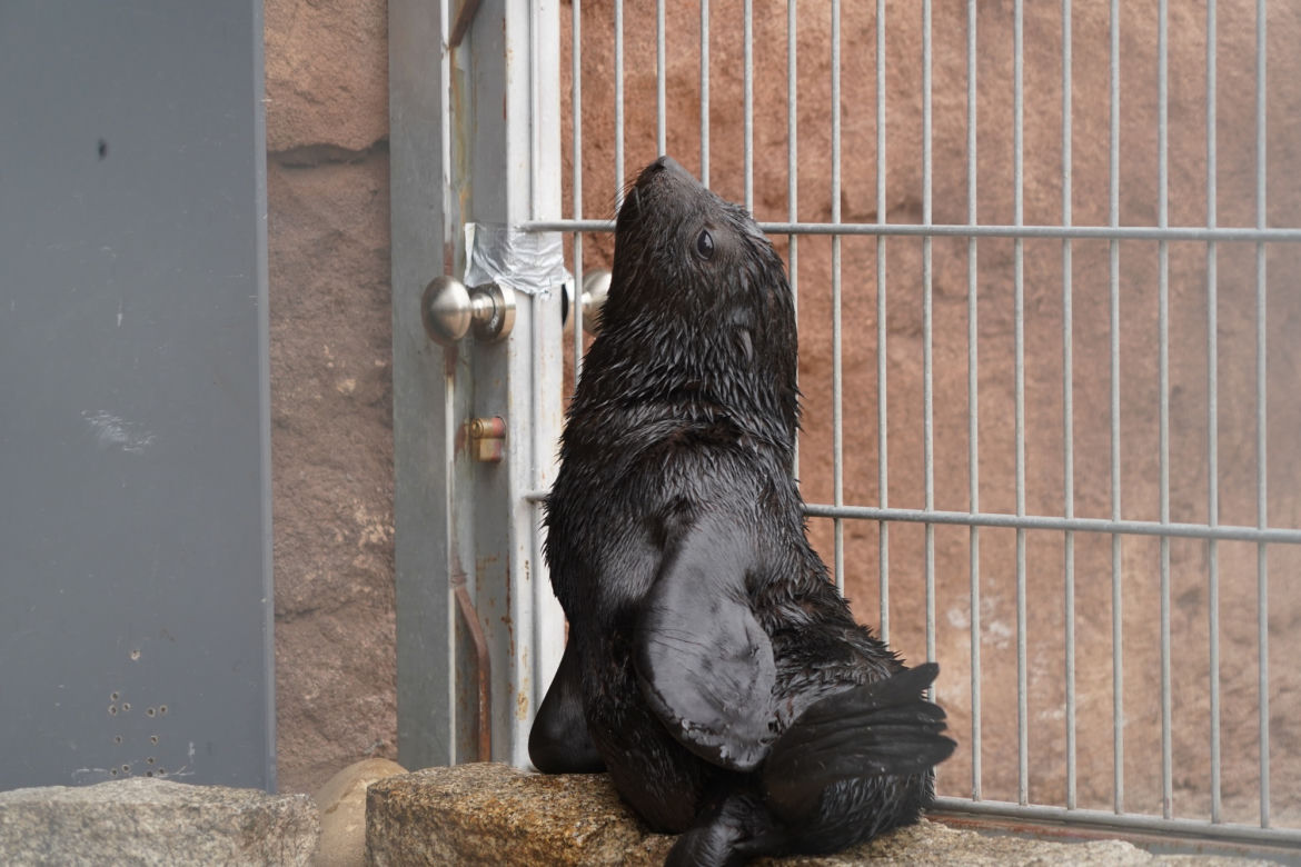 Najmłodszy kotik we wrocławskim zoo otrzymał imię Alfie