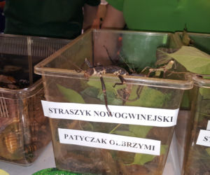 Bydgoszcz na targach turystycznych w Poznaniu