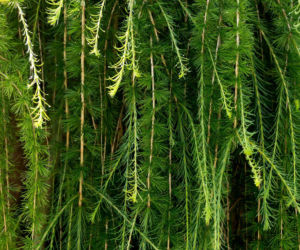 Modrzew japoński 'Stiff Weeper'