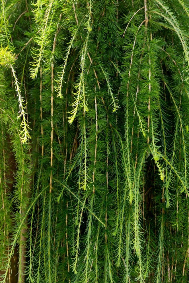 Modrzew japoński 'Stiff Weeper'