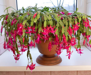 To ostatni moment, aby zadbać grudnika. Lada dzień będzie już za póżno. Po śniadaniu podlej tym grudnika, a kwiaty pojawią się jeszcze przed świętami. Pielęgnacja grudnika 