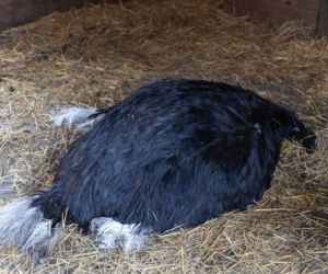 Chciał zobaczyć strusia, skatował go na śmierć.