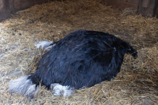 Skatował strusia Zenka i chciał go zgwałcić. Surowy wyrok