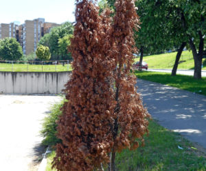 tuje-brazowieja