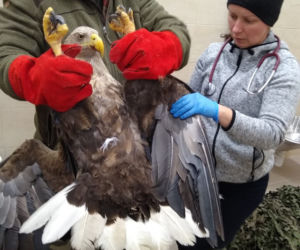Akcja służb pod Piotrkowem Trybunalskim. Uratowano potężnego orła!