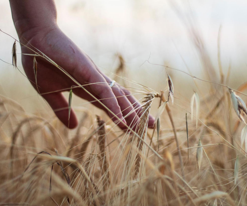 Musimy złączyć siły, żeby polskie rolnictwo przetrwało. PSL Lubelskie o skardze na Mercosur