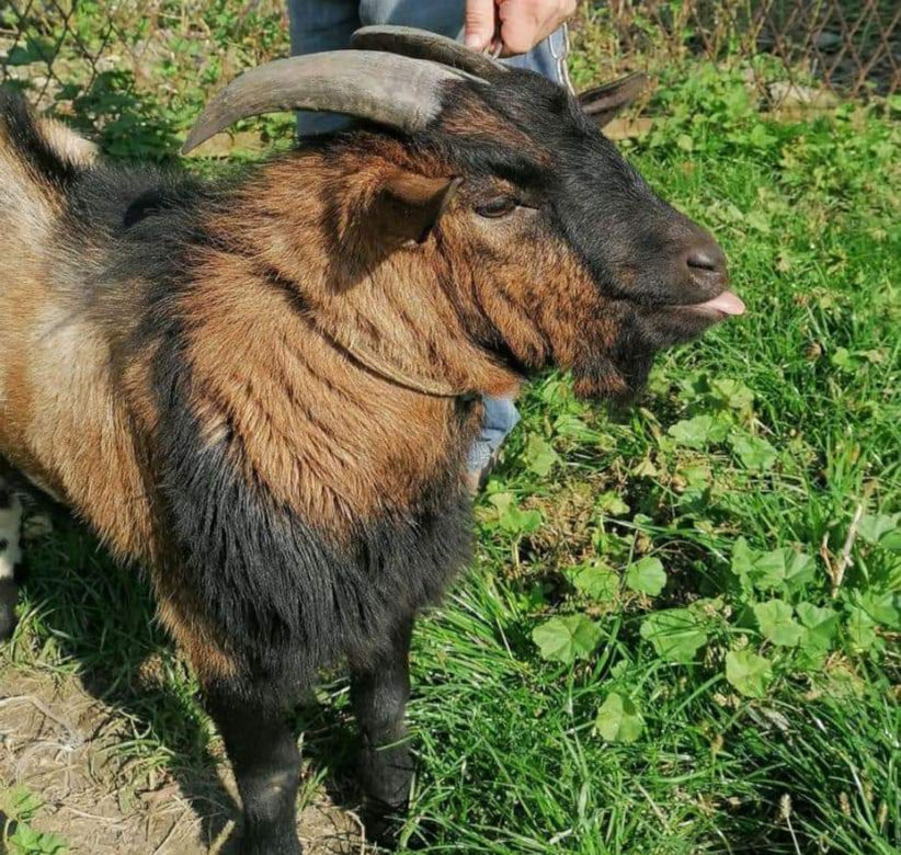 Kozioł z Oświęcimia szuka domu