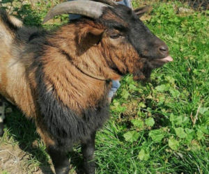 Kozioł z Oświęcimia szuka domu