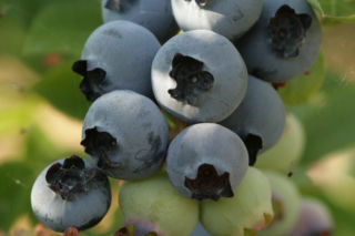 Borówka wysoka ‘Bluetta’ - Vaccinium corymbosum ‘Bluetta'