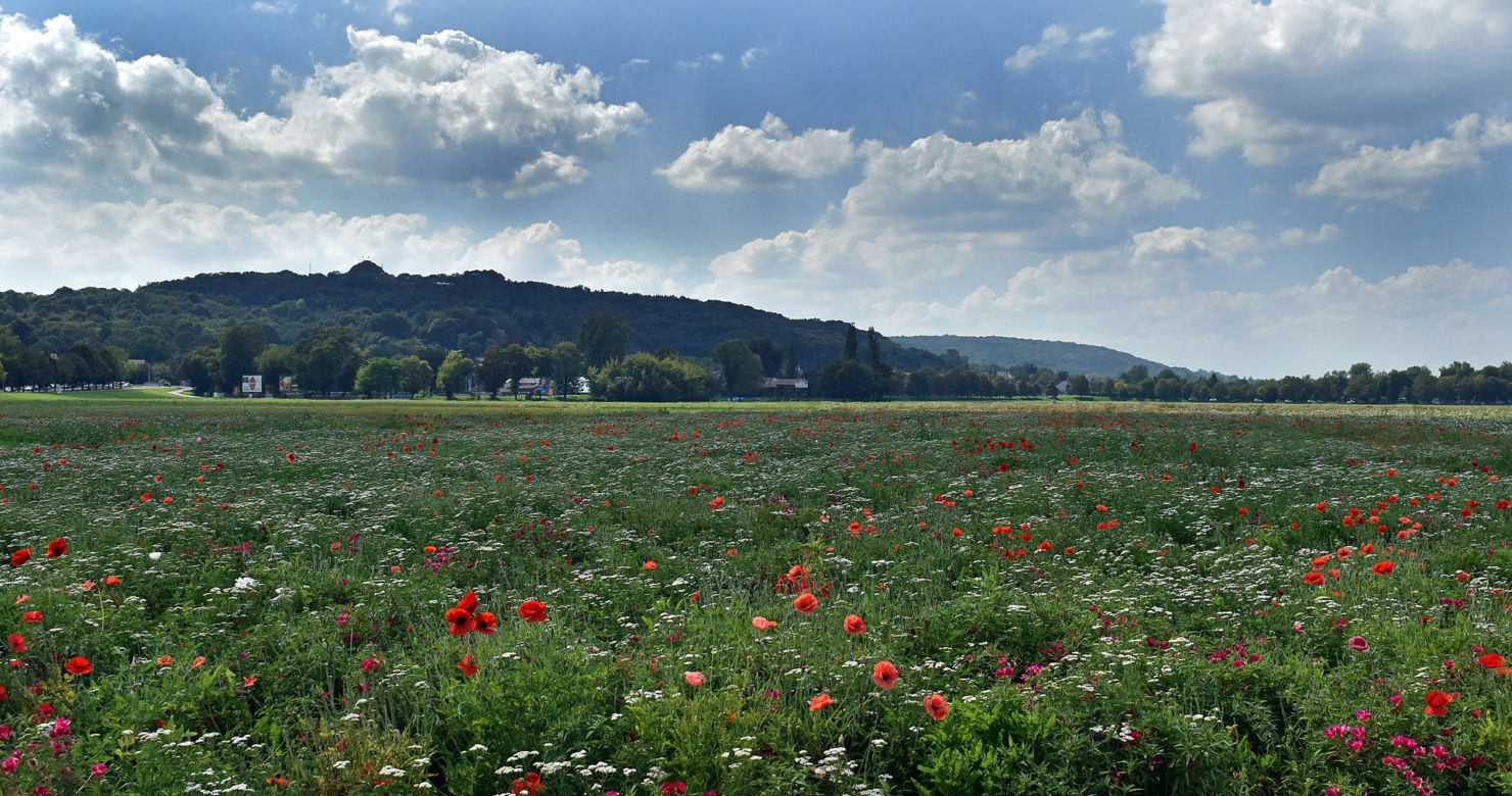 Krakowskie Błonia
