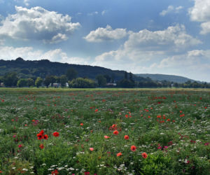 Krakowskie Błonia