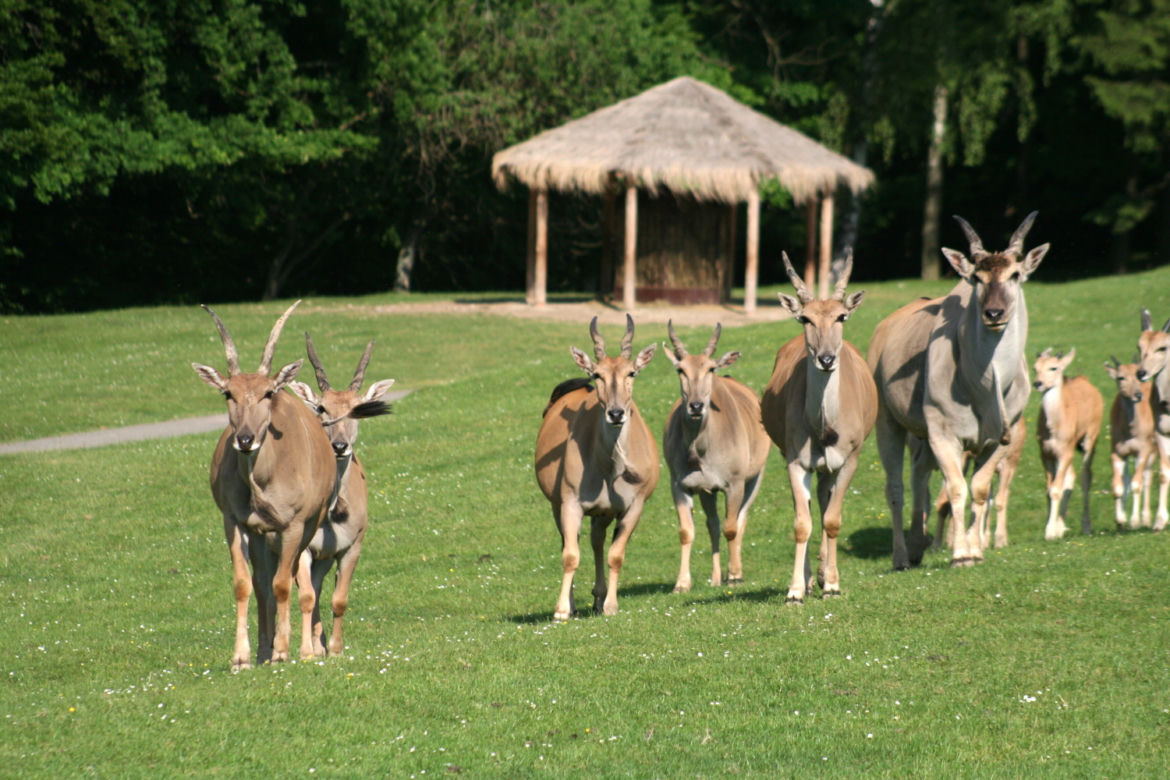 Afrykańskie lato w zoo safari w Czechach