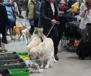 Międzynarodowa Wystawa Psów Rasowych Duo Cacib Kielce 2025