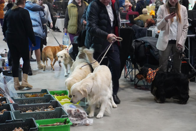 Międzynarodowa Wystawa Psów Rasowych Duo Cacib Kielce 2025