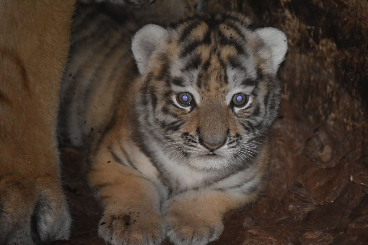 Wielka radość w zamojskim zoo! Na świat przyszły dwa tygryski!