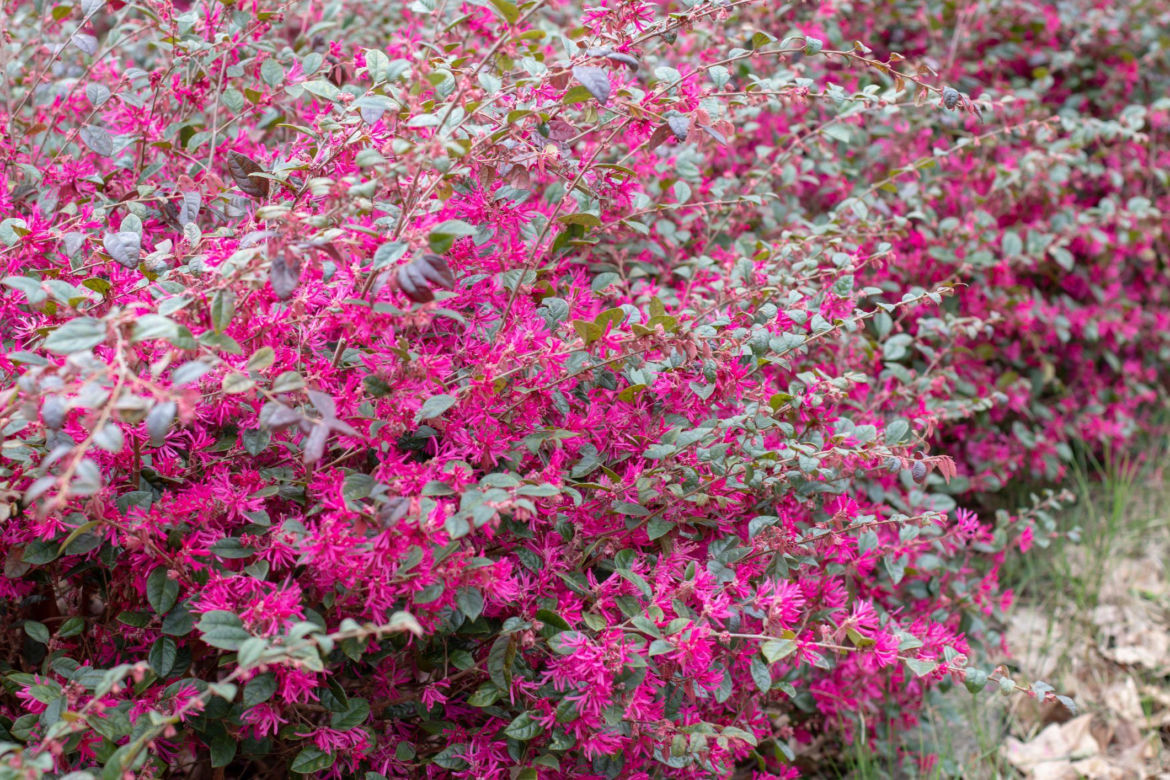 Loropetalum chińskie