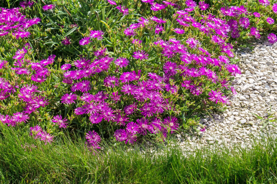Delosperma