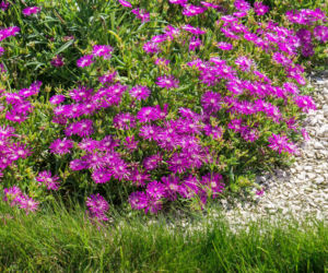 Delosperma