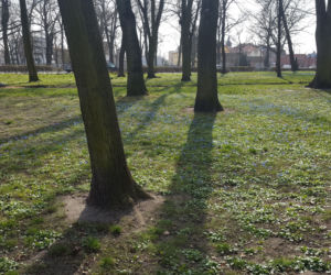 Żółte i niebieskie symbole wiosny w Lesznie