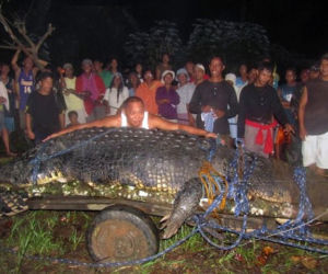 Filipiny: Krokodyl GIGANT złapany 