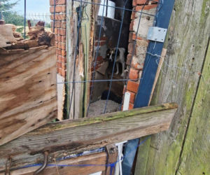 Trzymał zwierzęta w wychodku. W tym niewyobrażalnym smrodzie suczka ze szczeniakami miała zrobione legowisko