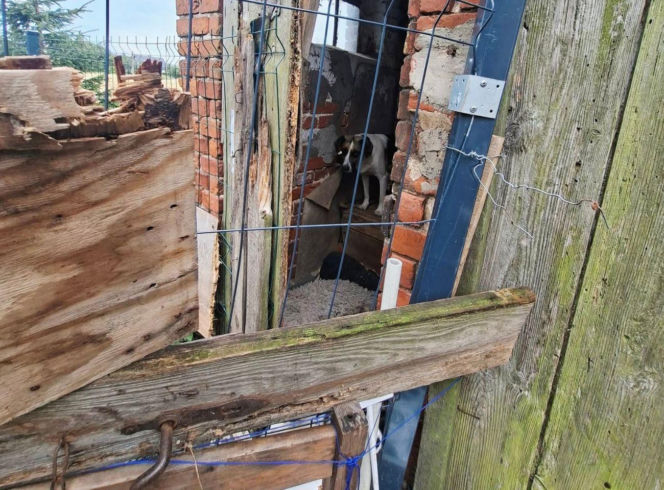 Trzymał zwierzęta w wychodku. "W tym niewyobrażalnym smrodzie suczka ze szczeniakami miała zrobione legowisko"