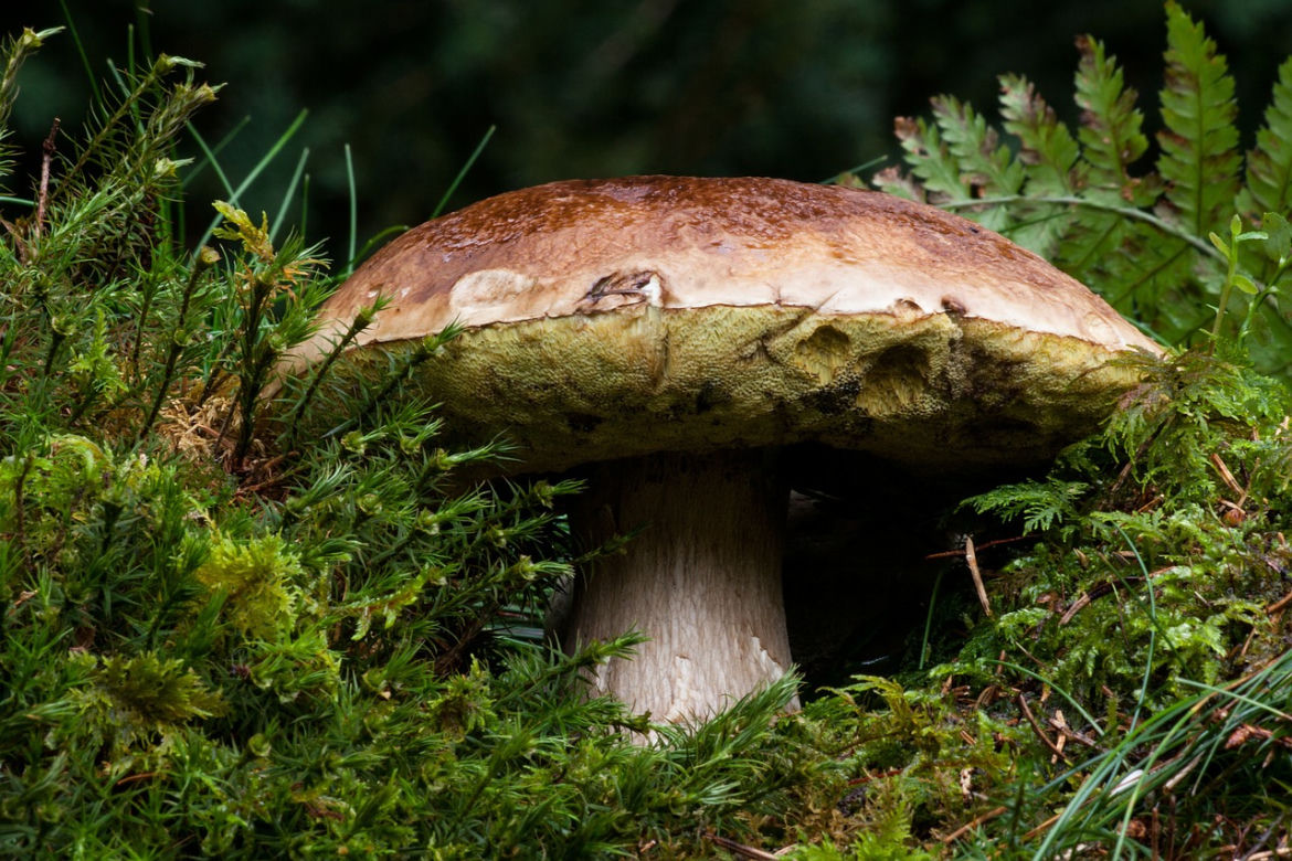 Beskid Śląski, Mały i Żywiecki