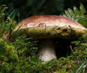 Beskid Śląski, Mały i Żywiecki