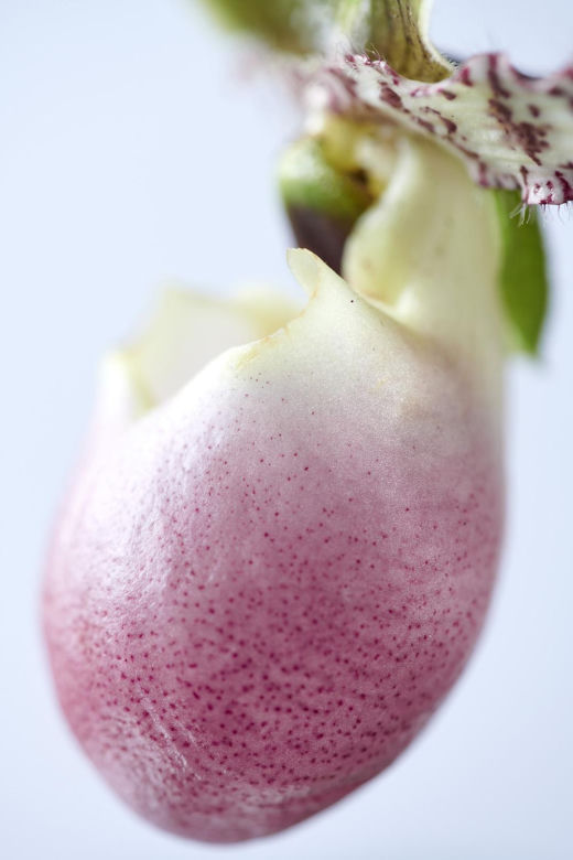 Storczyk Cymbidium (Cymbidium)