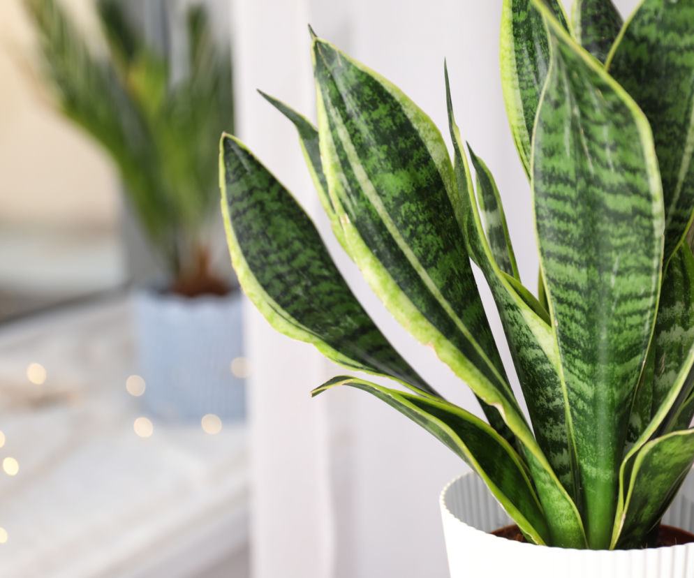Sansevieria