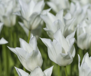 Tulipany liliokształtne