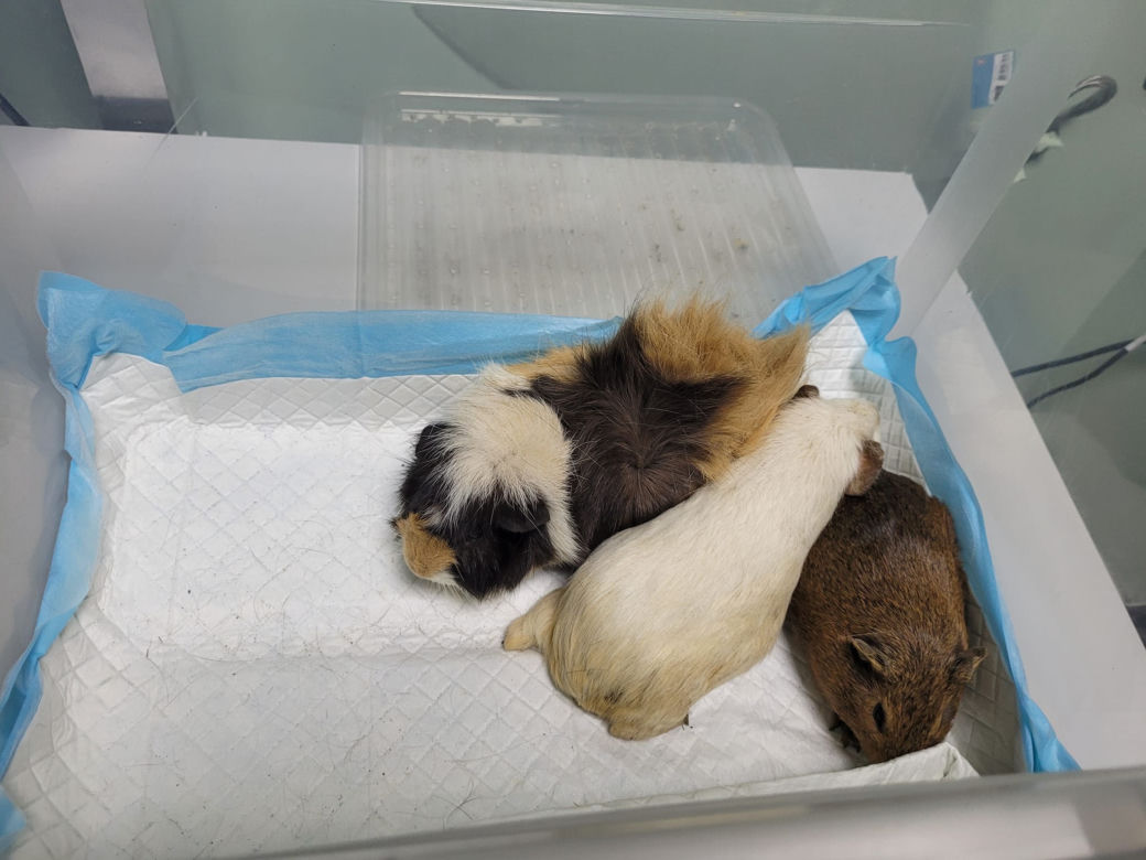 Sklep zoologiczny w Bytomiu: zwierzęta w strasznych warunkach