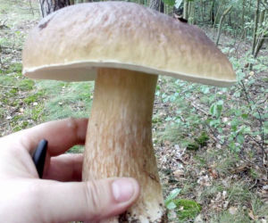 Grzybobranie 2017 w Bydgoszczy i okolicach [ZDJĘCIA CZYTELNIKÓW]