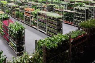 Wiosenna edycja Festiwalu Roślin tym razem zagości w Ostródzie