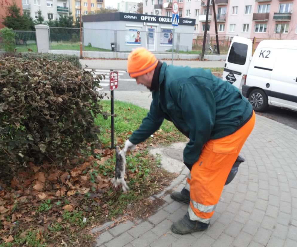 Międzyrzecz kotek