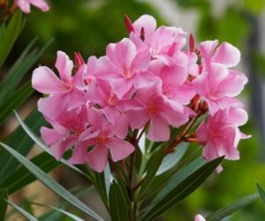 Oleander