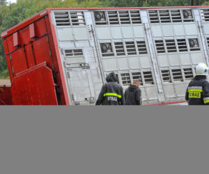 ŚMIERĆ POD TIR-EM PRZEWĄŻĄCYM ŚWINIE.