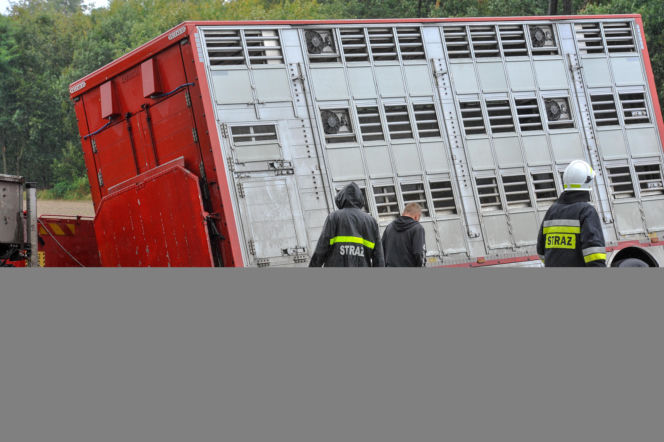 ŚMIERĆ POD TIR-EM PRZEWĄŻĄCYM ŚWINIE.