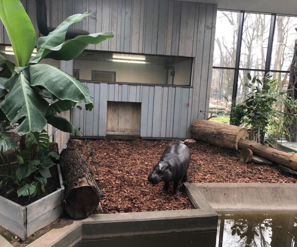 Randka w łódzkim ZOO