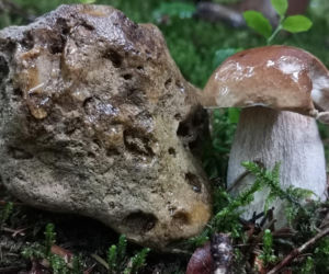 Rosną jak grzyby po deszczu! Grzybiarze szykują się na żniwa
