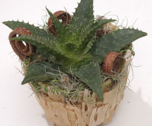 Sukulent - aloes