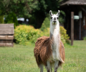 Farma, sezon 5, odcinek 3