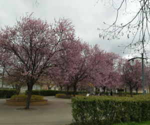 Śliwa wiśniowa 'Pissardii'