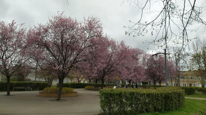 Śliwa wiśniowa 'Pissardii'